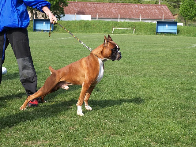 www.atibox.net * www.euroboxer.eu * www.boxergenealogia.eu